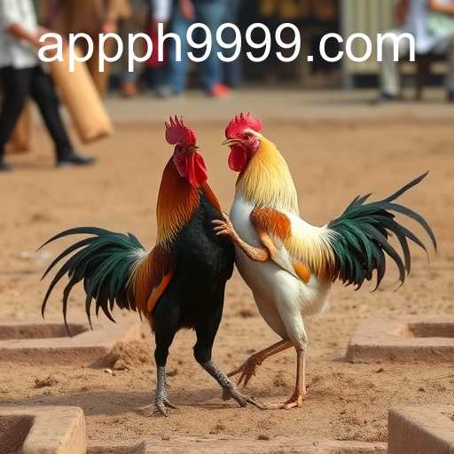 Cockfighting